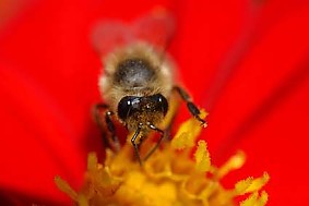 Heidelbeeren