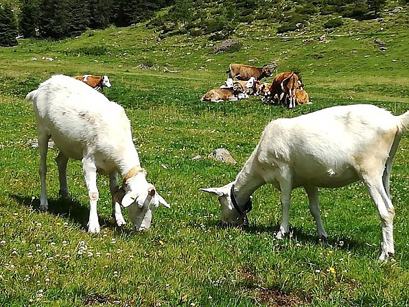 Produkte von der Ziege