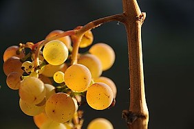 Gruppe von Bauern - Wein